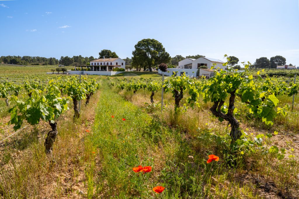 vinos gastronomicos