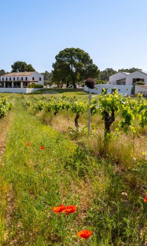 vinos gastronomicos