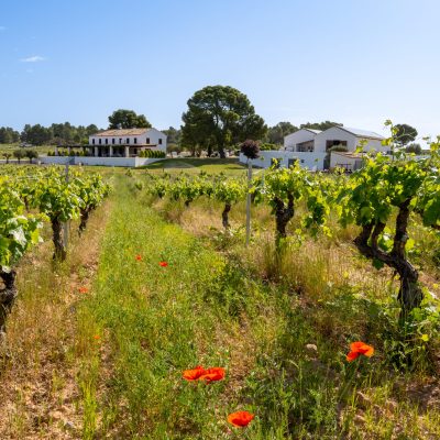 vinos gastronomicos